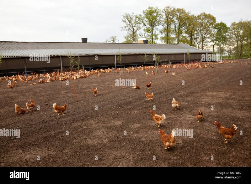 Chicken road in Netherlands