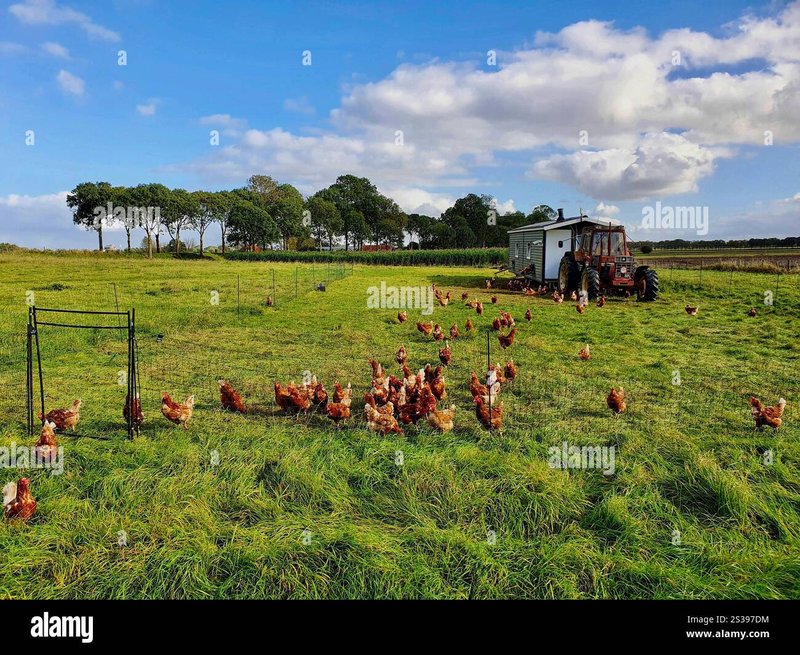 Chicken road slot, chicken road online