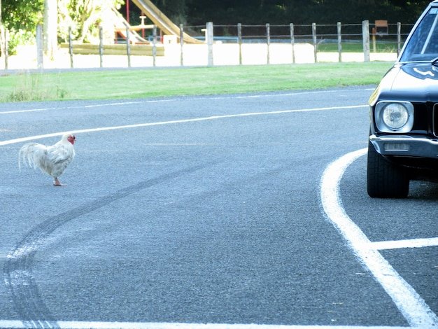 Spain - jugar chicken road